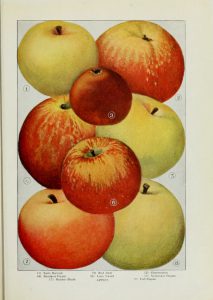 A vintage scientific style illustration of different apples. 