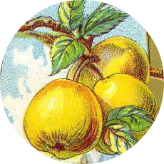 A gorgeous vintage illustration of golden apples. 