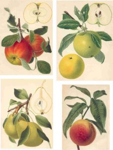 A collection of vintage scientific illustrations of fruit. 
