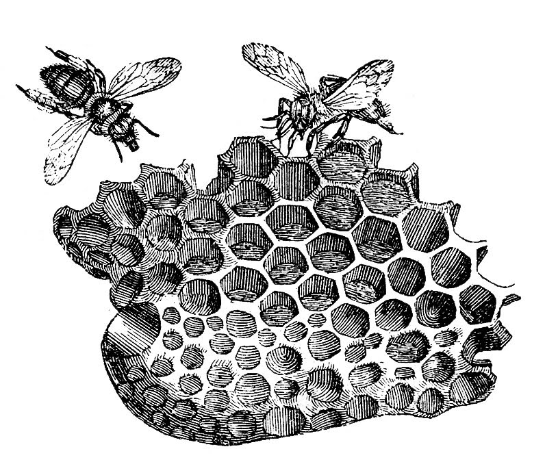 bees and honey 1