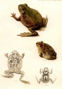 public domain frog illustration 20