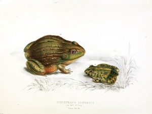 A classic vintage scientific illustration of two frogs.  A public domain image