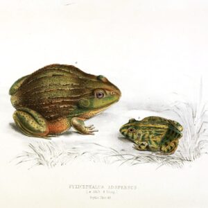 public domain frog illustration 5