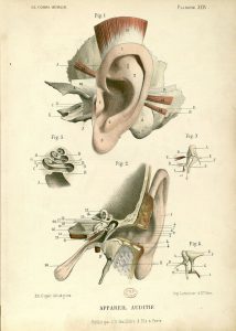public domain vintage ear anatomy print