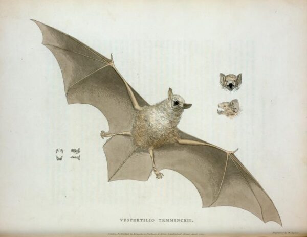 public domain vintage halloween print classic bat illustration pic 4