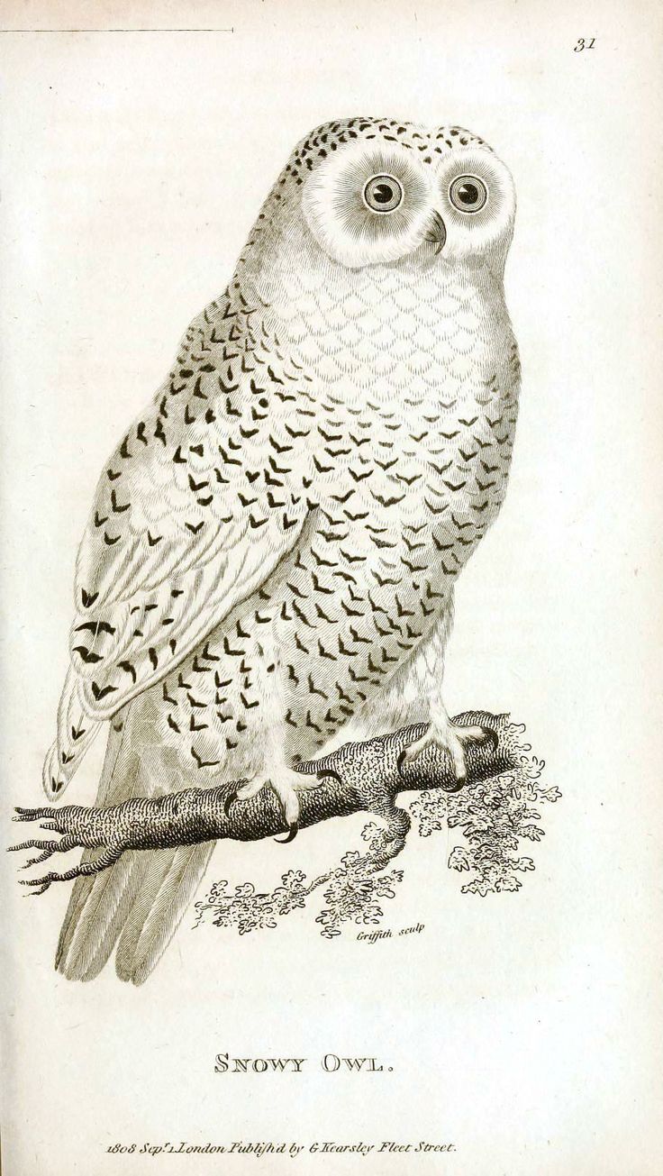 public-domain-vintage-owl-image-14-free-vintage-illustrations
