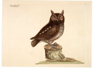 public domain vintage owl image 4