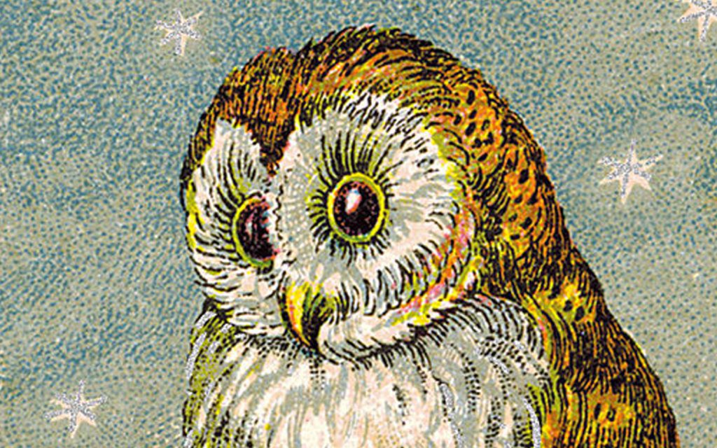 public domain vintage owl image 7