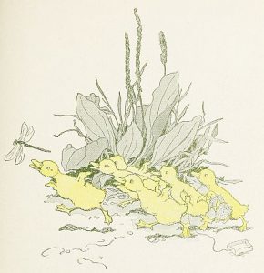 free public domain illustration of ducklings from vintage childrens book 2