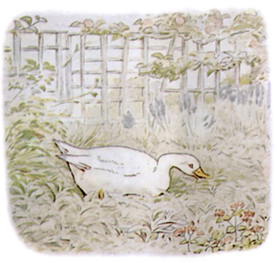 Public Domain vintage children's book illustration of a duck from Beatrix Potter