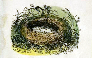 public domain birds nest illustration from vintage childrens books