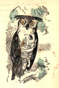 public domain owl illustration vintage childrens books