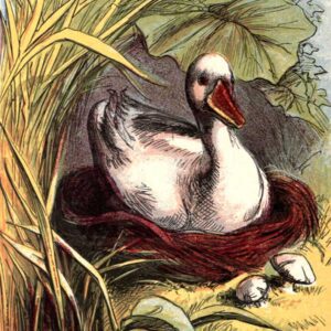 public domain vintage book illustration of duck