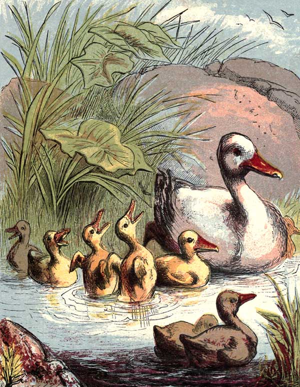 public domain vintage childrens book illustration of a mother duck and her ducklings
