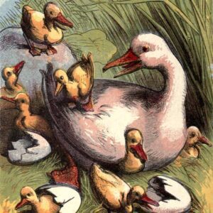 public domain vintage book illustration of duck and ducklings