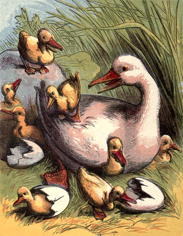 Public domain vintage childrens book illustration of a mother duck and her ducklings.