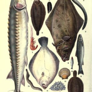 public domain vintage color illustrations of fish 02