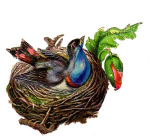 This is a copyright-free vintage illustration of a colorful bird and Its birds nest