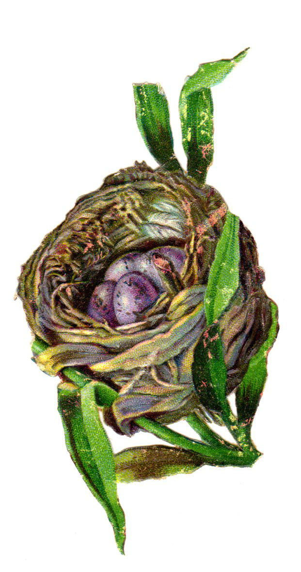 This is a copyright-free vintage illustration of a birds nest with purple eggs