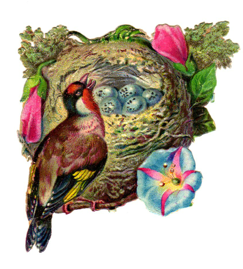 This is a copyright-free vintage illustration of a gorgeous bird with its nest and wildflowers