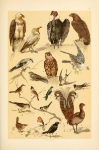 These free vintage illustrations of wild birds are from an out of copyright science book for kids