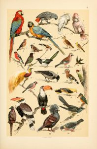These are free vintage images of wild birds from an out of copyright science book for kids in 1895