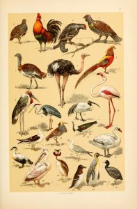 These are free vintage illustrations of wild birds from an out of copyright childrens science book in the public domain