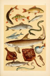 These free vintage illustrations of wild fish and marine life are from the antique out of copyright book, A Popular History of Animals for Young People, published in 1895.