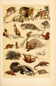 These are free vintage illustrations of wild animals and mammals from an out of copyright antique science book for children