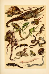 These are free vintage illustrations of wild snakes, reptiles, and more animals from a 1895 out of copyright science book for kids