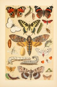 These are free vintage illustrations of wild butterflies and caterpillars from an out of copyright science book for kids published in 1895