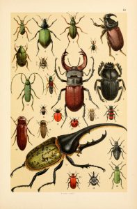 These are free vintage illustrations of Wild Insects from a 1895 out of copyright science book, A Popular History of Animals for Young People
