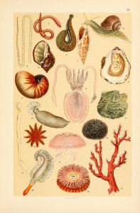 These are free vintage illustrations of snails, mussels, coral, sea stars, and more marine life from an 1895 out of copyright book A Popular History of Animals for Young People