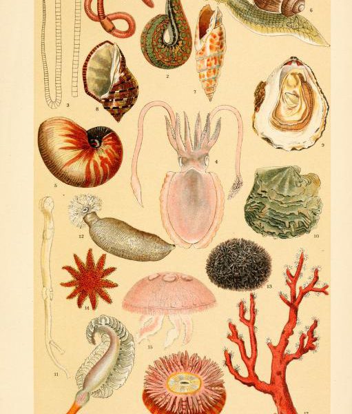 free vintage illustrations of wild insects and marine snails slugs coral image 2