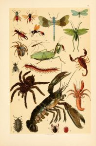 These are free vintage illustrations of spiders and more wild insects from an 1895 out of copyright science book for kids