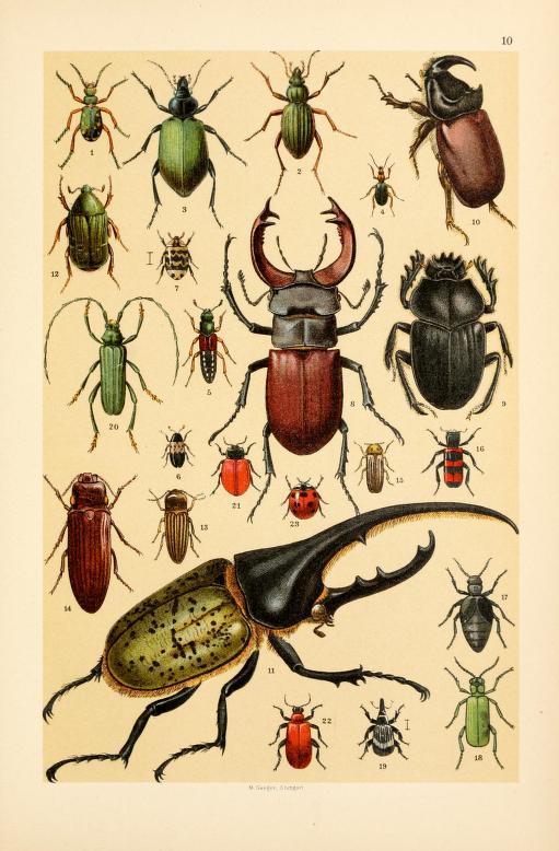 free vintage illustrations of wild insects