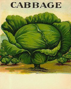This is a free vintage color illustration of a head of cabbage from an antique farming catalog