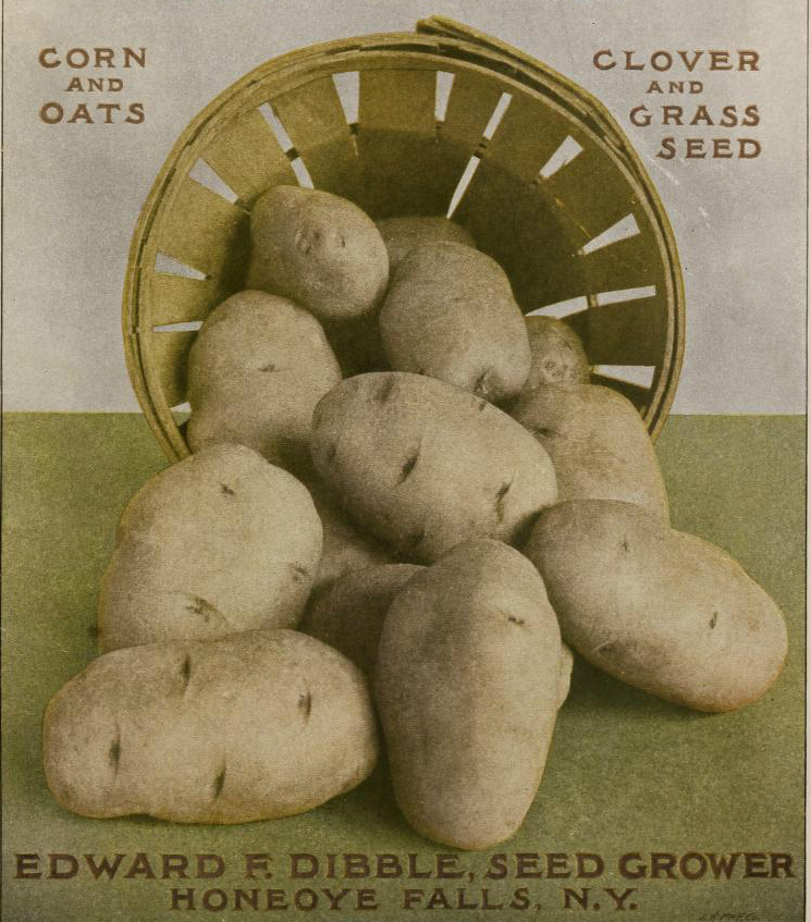 This is a free vintage illustration of potatoes from an antique gardening magazine