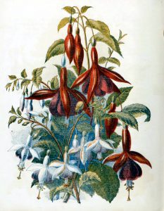 This is a free vintage illustration of vibrant country flowers and fuchsias from an antique Childrens book in the public domain