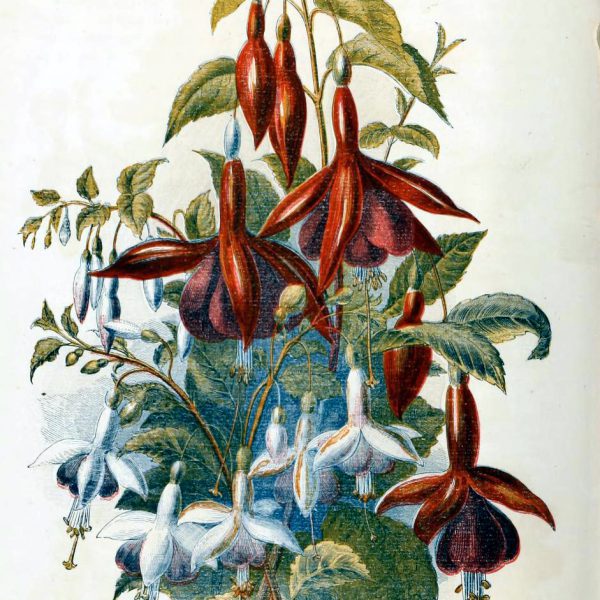 free antique book illustrations of country flowers fuschias