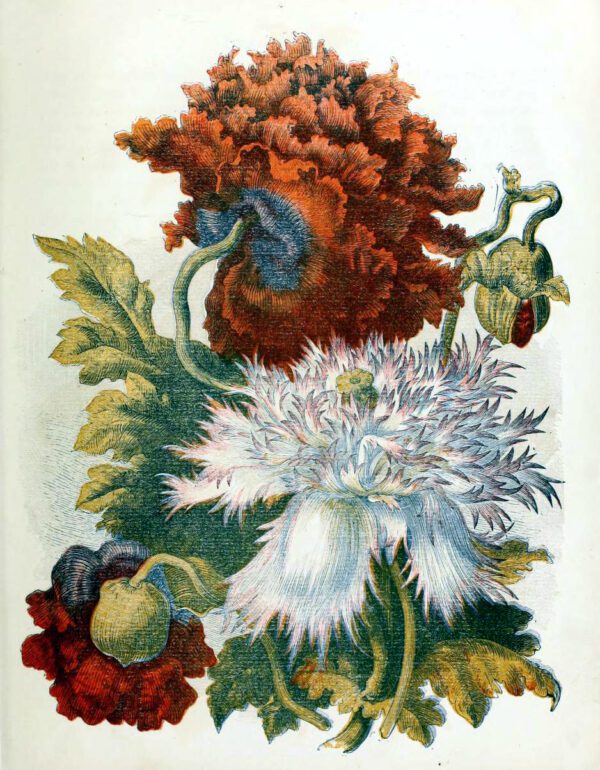 free antique book illustrations of multicolor country flowers dahlias