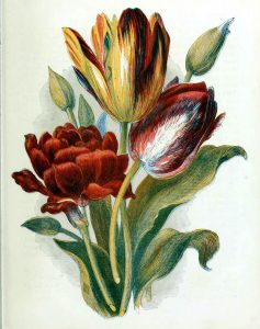 This is a free vintage illustration of Country Flowers and tulips from an 1857 Childrens book in the public domain