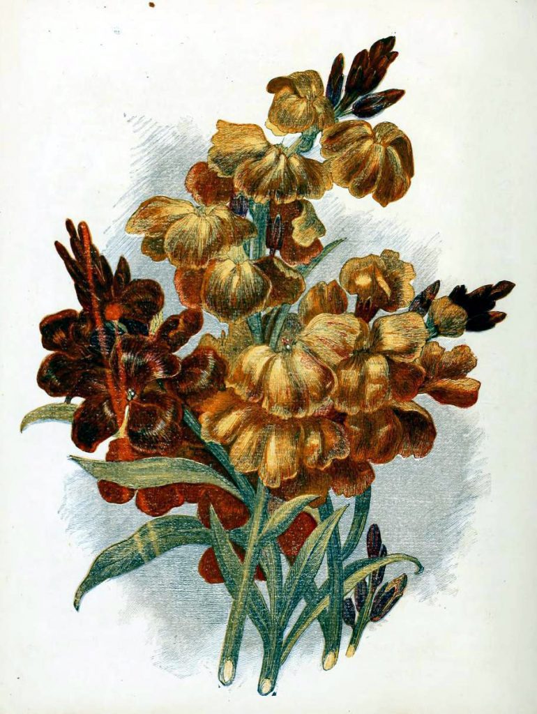 free antique book illustrations of red golden country flowers