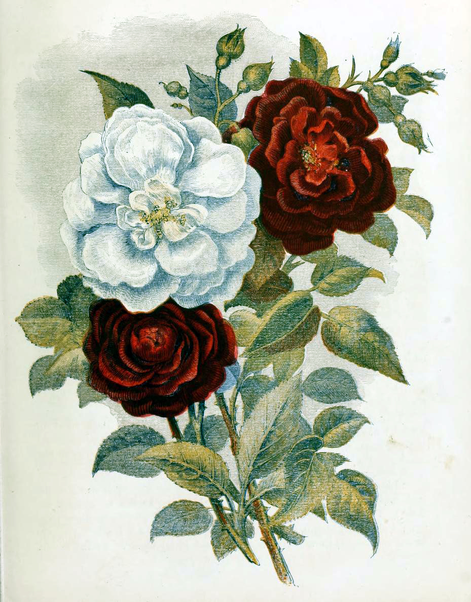 This is a free vintage book illustration of red and while country flowers and roses from 1857