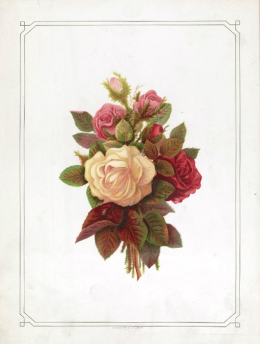 This is a free vintage public domain rose image for mothers day