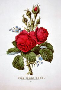 vintage public domain wild red roses card for mothers day 1