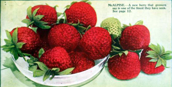 Free antique illustration of fresh strawberries on a plate