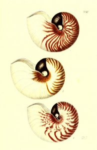 Free antique scientific illustration of three classic spiral shaped shells