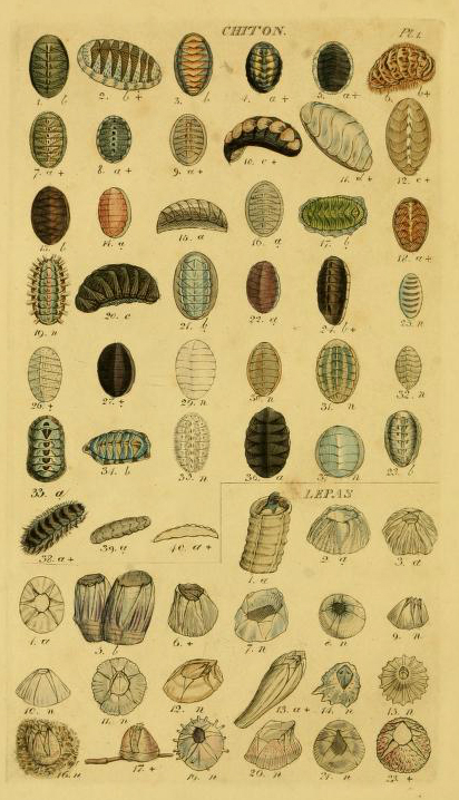antique scientific illustration of chiton shells