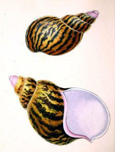Free antique scientific illustration of two large sea snail shells